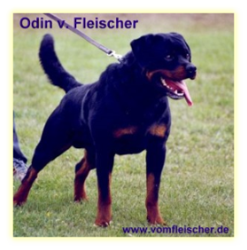 Odin v. Fleischer